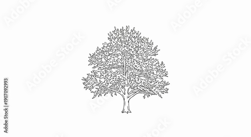 Stylized black and white outline sketch of a mature deciduous tree