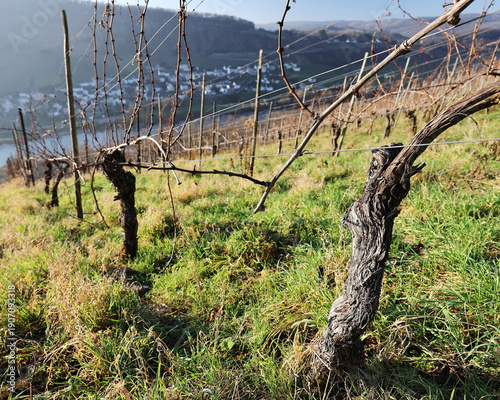 Weinrebe im Winter 