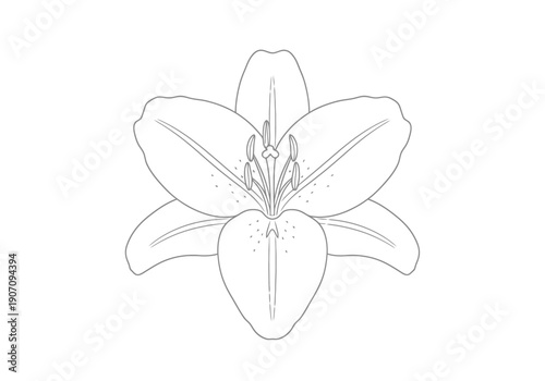 Elegant Lily Flower Outline Design Simple Botanical Outline Illustration Isolated White Background Natural Beauty Floral Element