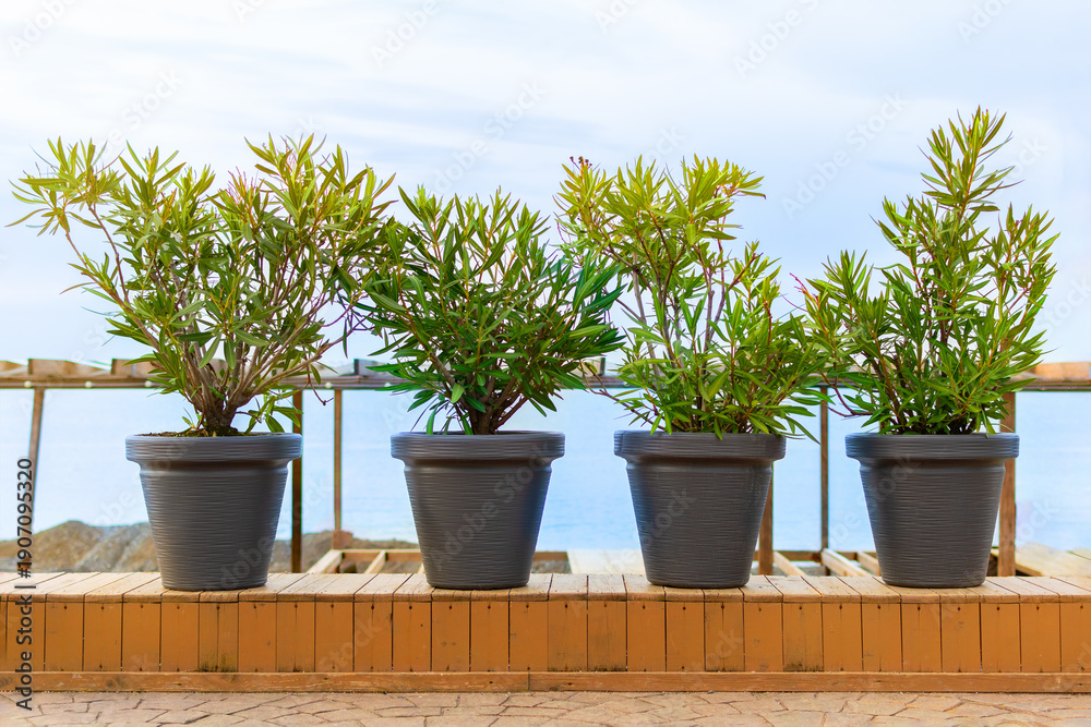 Fototapeta premium Four large gray ribbed pots hold tall green shrubs with narrow leaves. Pots stand in row on wooden deck overlooking calm sea under clear sky.