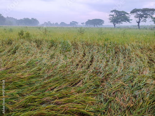 Rice plants collapsed after heavy rain,location in Sukoharjo,Indonesia.