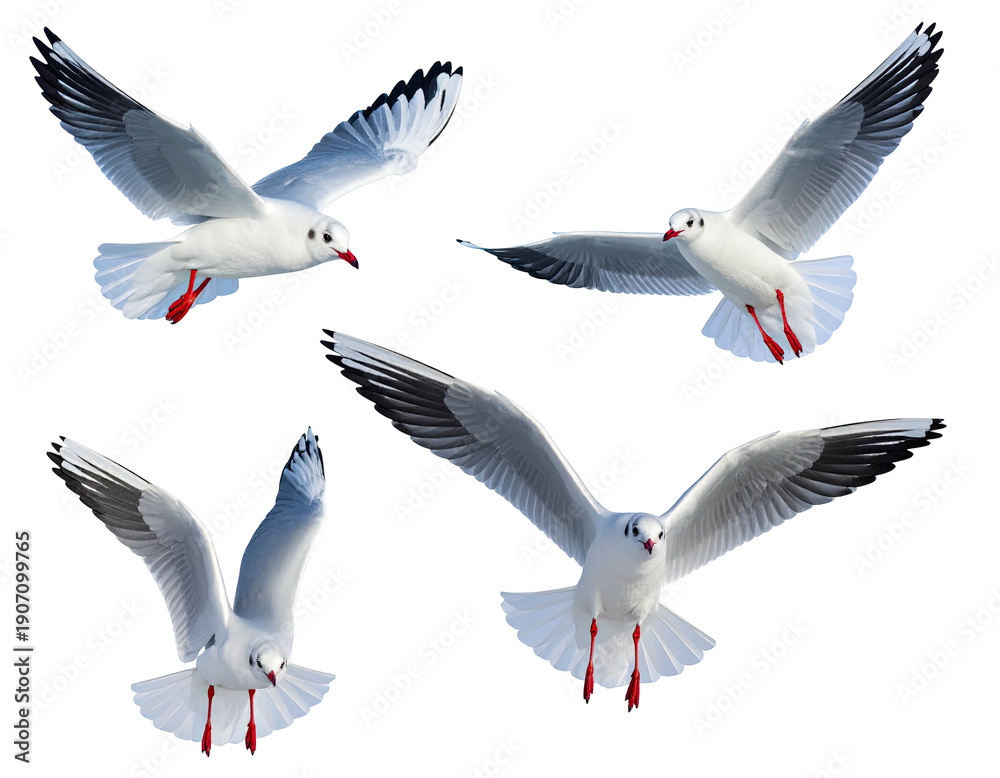 Obraz premium Four elegant white seabirds in various flight poses against a dark background, wings spread wide