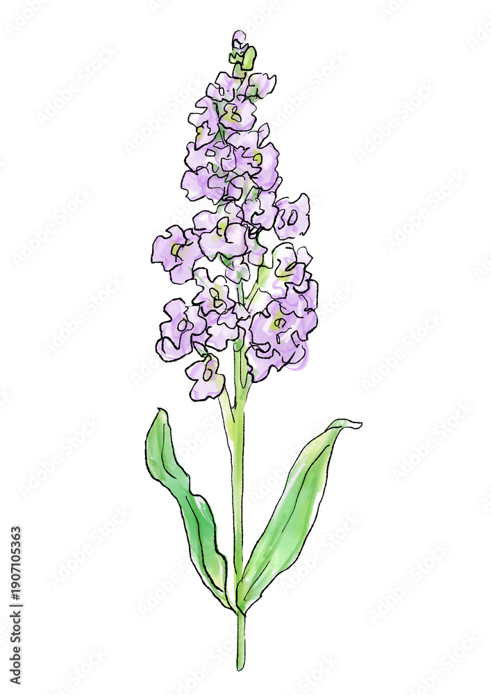 Fototapeta premium 咲き誇るの紫のストックの花の手描きの線画と水彩イラスト(透過PNG)