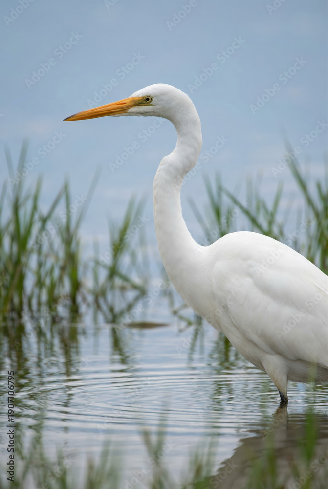 Obraz premium A great egret stands gracefully in shallow water amidst reeds under a cloudy sky.