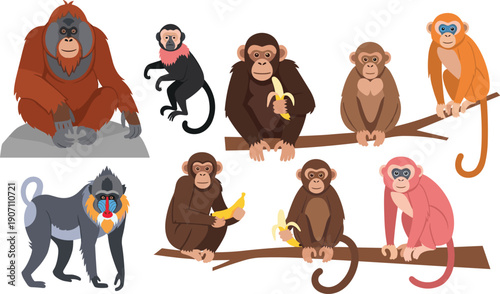 Monkey primates illustration set, cartoon jungle animals collection, wildlife character design, tropical forest concept, cute exotic mammals illustration