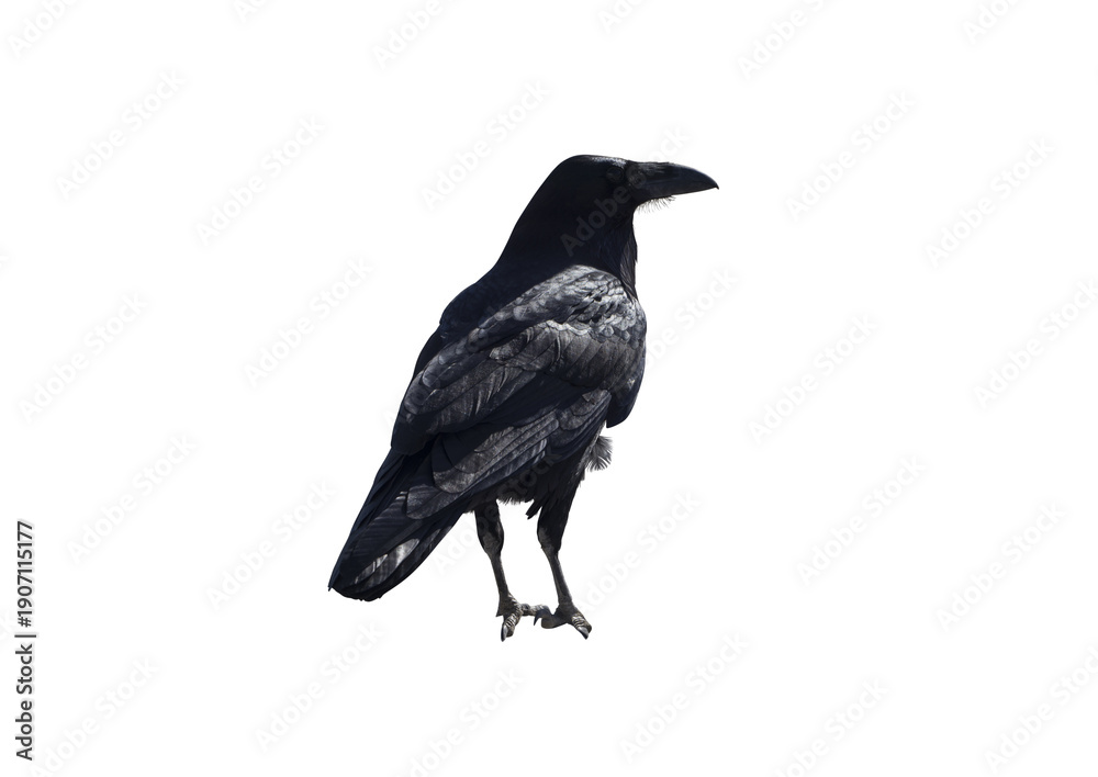 Fototapeta premium Black Crow Raven Bird Isolated on Transparent Background