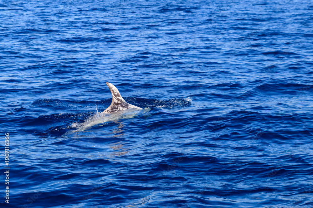 Obraz premium Beautiful Risso's dolphin (Grampus griseus) in the Atlantic ocean near Fuerteventura, Canary islands, Spain