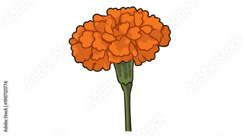 A vibrant orange flower with detailed petals and a green stem, set against a pristine white backdrop