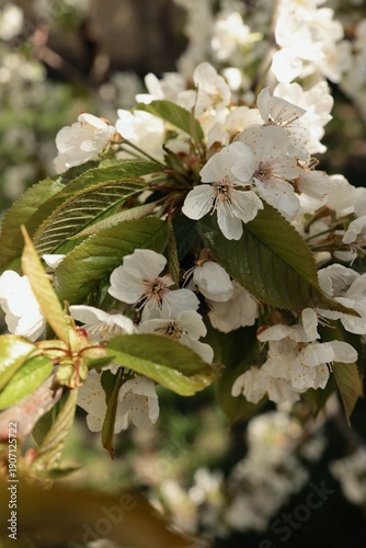 Delicate white cherry blossoms bloom vibrantly on a tree branch in spring sunlight