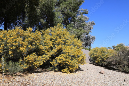 Australian native Feathery Cassia or Silver Senna (Senna Artemisioides) in desert style xeriscaping in American Southwest