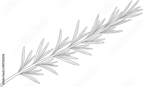 Detailed line art drawing of a single sprig of fresh rosemary herb isolated on a white background perfect for culinary illustration or natural health design projects
