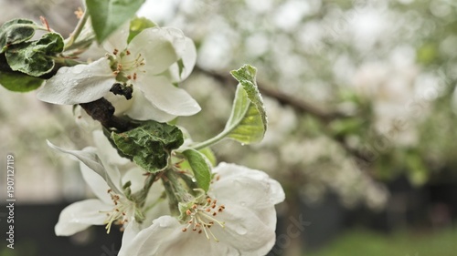 Delicate white apple blossoms covered in fresh water droplets after a spring rain shower