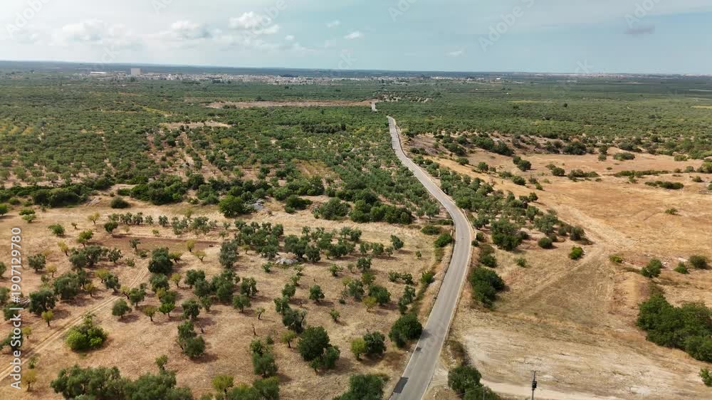 custom made wallpaper toronto digitalAerial Drone View of Olive Groves in Puglia, Southern Italy – Mediterranean Agricultural Landscape