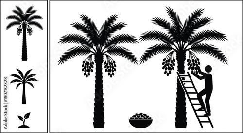 Black Silhouette Icons of Date Palm Trees Harvesting Process Including Man on Ladder Picking Fruit for Agricultural Industry and Tropical Design,