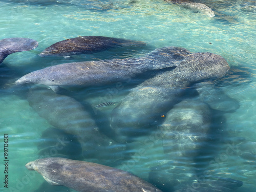 Manatees Swimming in Clear Turquoise Shallow Water