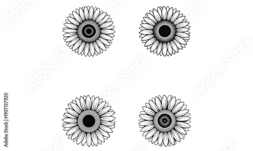 Daisy flower line art illustration isolated on white background
