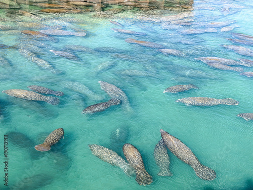 Large Aggregation of Florida Manatees in Crystal Clear Blue Water