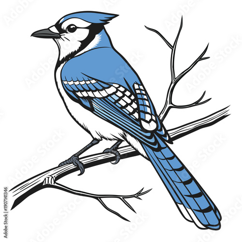 Nature Bird Illustration Featuring Blue Jay Colors and Crest Vector

