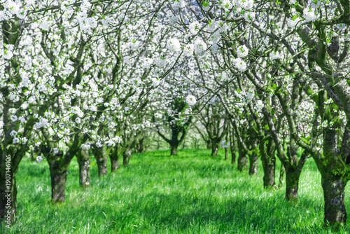 Blühende Kirschbäume in einem Obstgarten