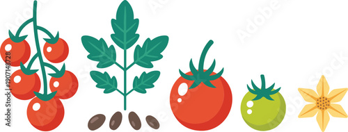 Cherry Tomatoes Vector Illustration Set Featuring Ripe and Unripe Tomatoes, Tomato Plant Leaves, Seeds, Flowers, and Flat Botanical Elements for Gardening, Agriculture, Food Education