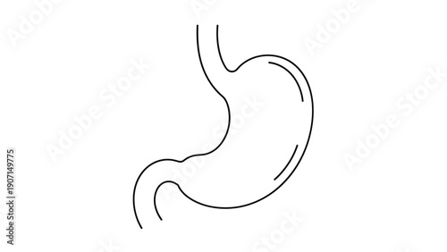 Simple black and white line drawing illustrates a human stomach on a plain background for medical education, healthcare diagrams, and biological study.