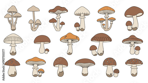 Extensive collection of various wild mushroom types in different shades of brown and orange with unique cap shapes.