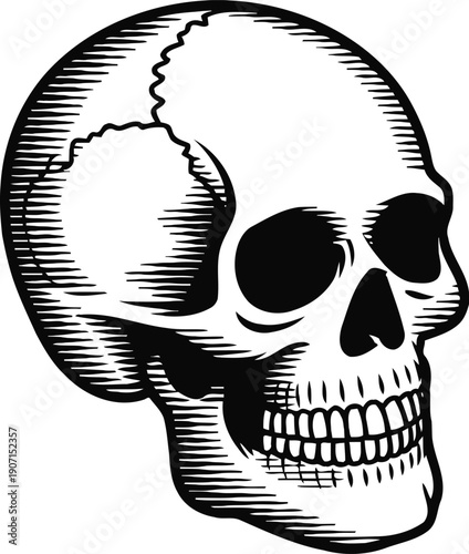 Human skull illustration with detailed shading and teeth structure in black and white
