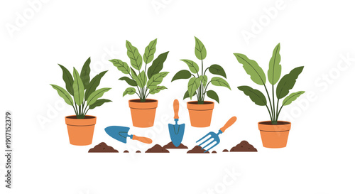 Row of indoor potted plants in terracotta pots with gardening tools like a trowel and transplanter on a white background.