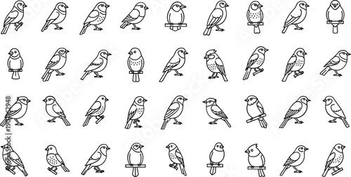 Set of various bird illustrations in simple line art style