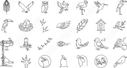 Variety of birds and feathers in simple line art style