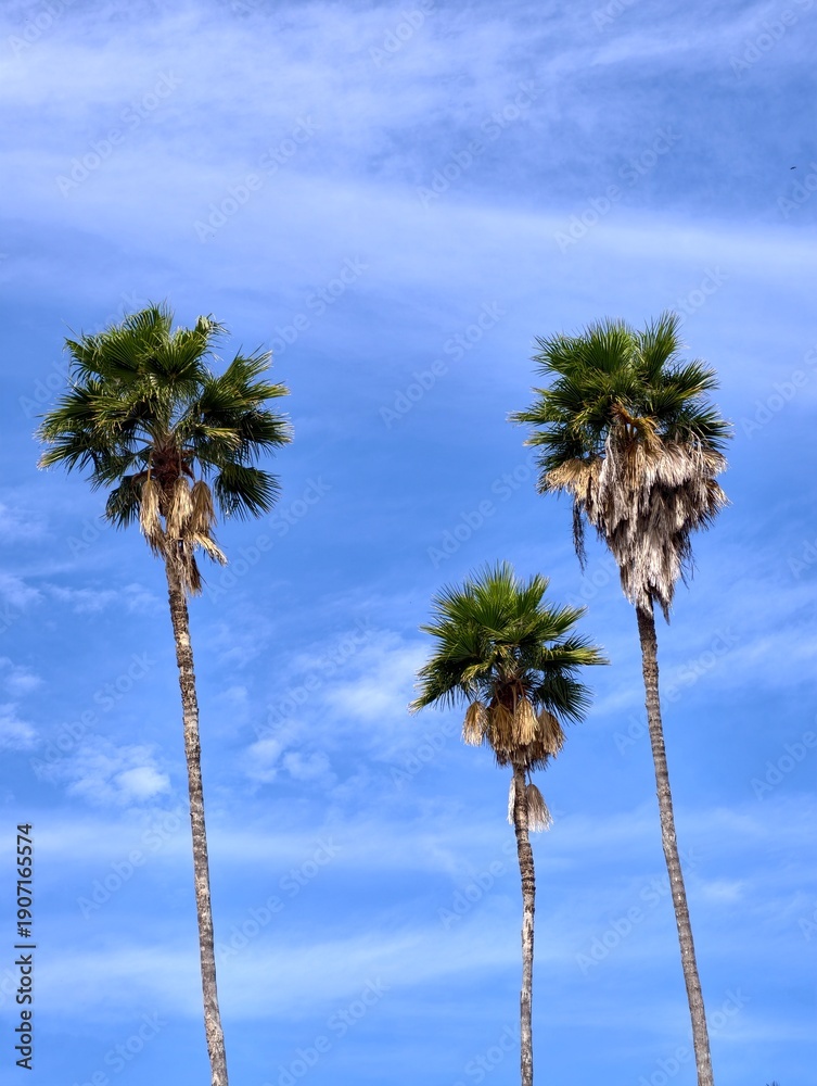 Fototapeta premium Palmeras alts con fondo azul