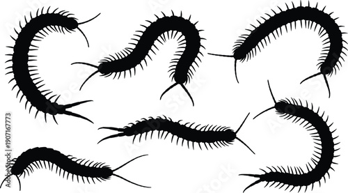 Black Silhouette Illustration of Seven Centipedes in Crawling and Curved Positions Depicting Insect Anatomy, Segmented Body, and Biological Design
