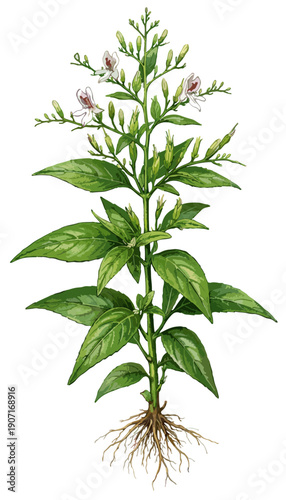 Andrographis paniculata illustration art
