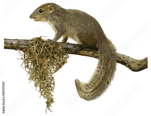 Tupaia splendidula illustration art