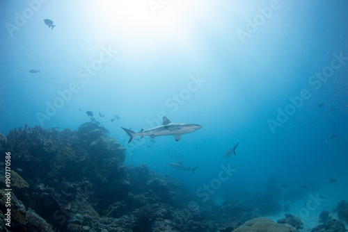 Wallpaper Mural Sharks swim through coral reefs in Palau providing opportunities for conservation efforts and research Torontodigital.ca