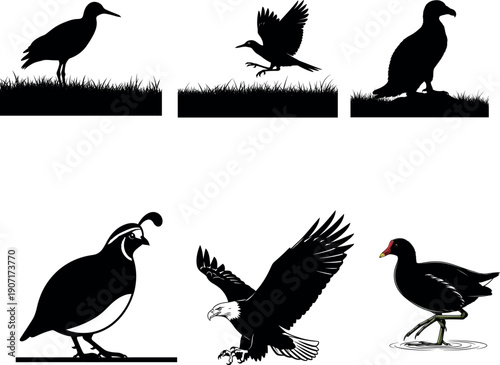 Collection of six black silhouettes of birds in various poses and actions on white background