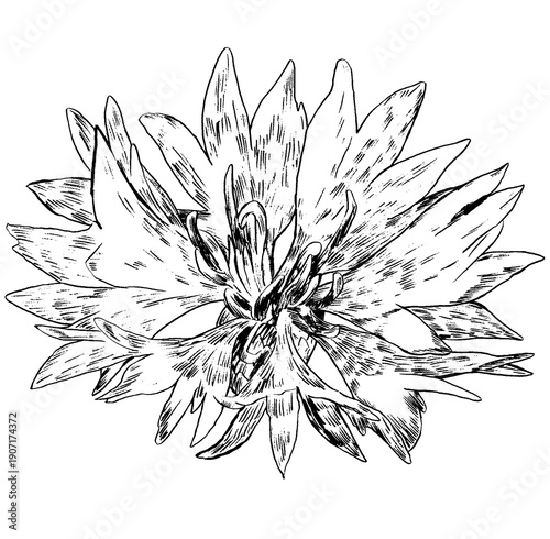 Cornflower flower, knapweed vector hand drawn ink illustration isolated on white, line art flower, outline for design herbal tea, natural cosmetic, medicine, branding and home decor