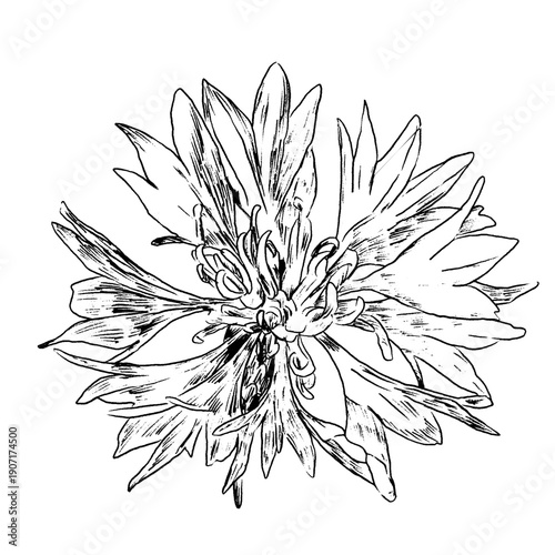 Cornflower flower, knapweed vector hand drawn ink illustration isolated on white, line art flower, outline for design herbal tea, natural cosmetic, medicine, branding and home decor