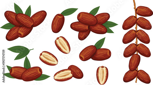 Fresh organic dates fruit vector set featuring brown ripe fruits whole and halved pieces with green palm leaves isolated on white background.