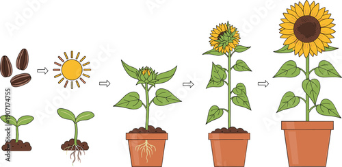 Detailed vector illustration showcasing the sunflower life cycle from seeds and germination to a full blooming potted plant
