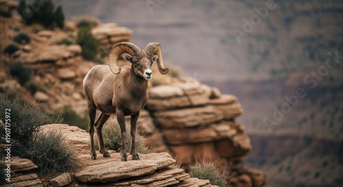 Majestic Bighorn Sheep Stands on Rocky Cliff Edge in Grand Canyon.