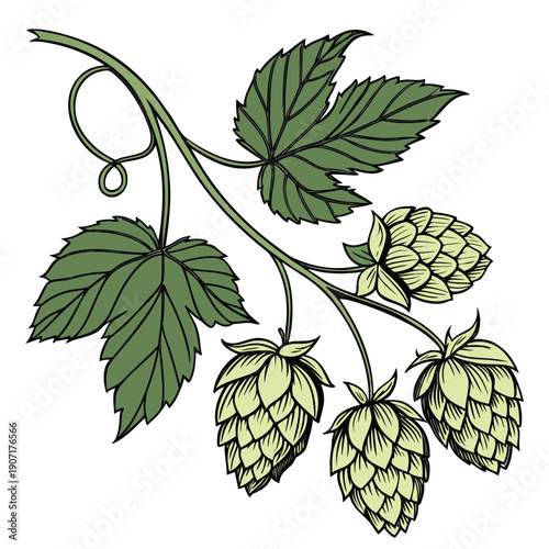 Hop Cones with Green Leaves on Vine Vector Illustration