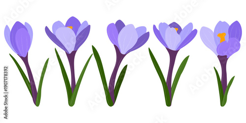 A set of five painted crocuses