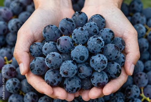 Hands Cupped with Fresh Blueberries