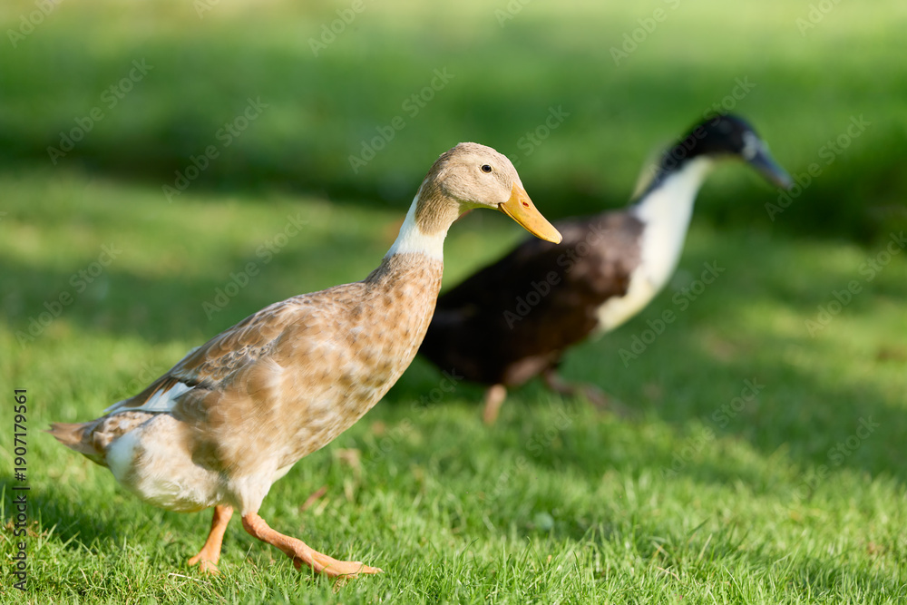 Obraz premium Two domestic Indian runner ducks walk across a vibrant green lawn on a sunny day. The foreground duck is clearly visible, while the background duck is out of focus.
