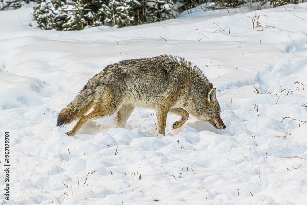 Fototapeta premium Coyote Walking in the Snow
