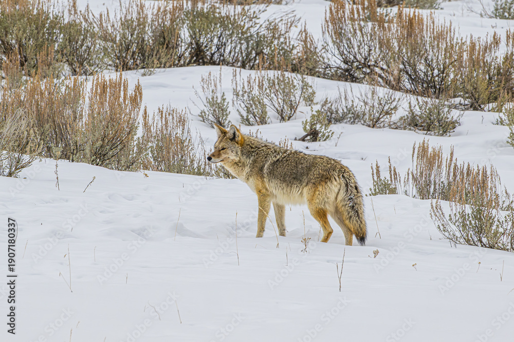 Fototapeta premium Coyote Standing in the Snow