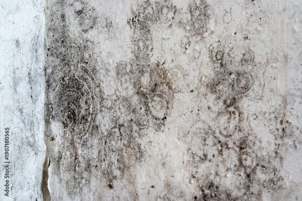 Fototapeta premium Black mold on a wall in an apartment is harmful to health; it's time to renovate.