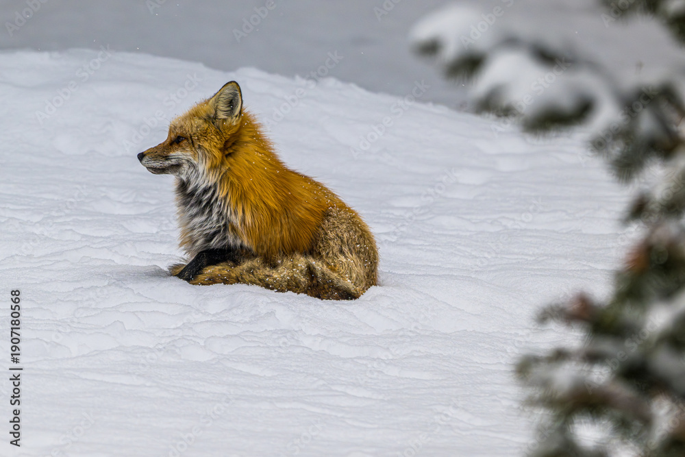 Fototapeta premium red fox in snow