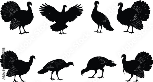 Wild turkey silhouettes collection showing standing walking and displaying birds, detailed farm animal outlines in multiple poses, black vector illustration isolated on white background